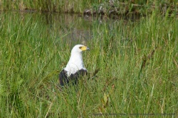 L'aigle pêcheur a trouvé ici son paradis
