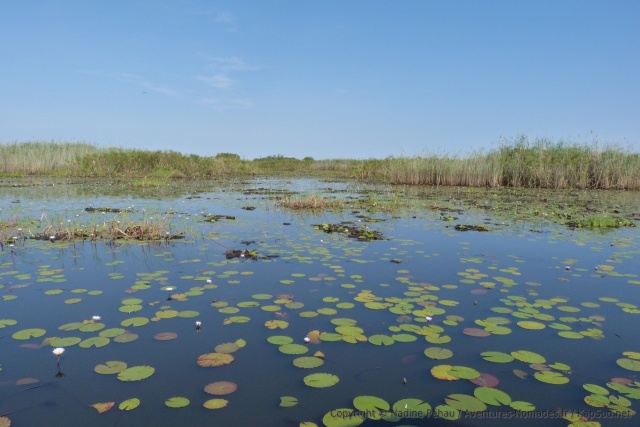 Le delta de l'Okavango : une symphonie aquatique