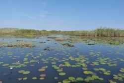 Le delta de l'Okavango : une symphonie aquatique