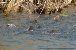 Quelques poissons retardataires du "Barber Run", migration des poissons chats