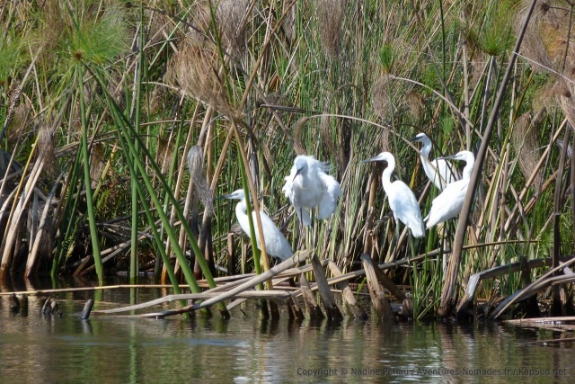 D'élégantes aigrettes blanches agrémentent parfois le décor