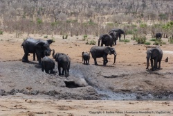 Le Khaudum est réputé pour ses hordes d'éléphants et on n'est pas déçus