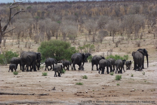 Le troupeau d'éléphants s'en va et laisse sa place à un nouveau