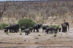 Le troupeau d'éléphants s'en va et laisse sa place à un nouveau