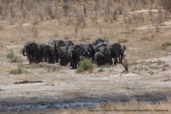 Un nouveau troupeau d'éléphants arrive au point d'eau, vraiment très soudé
