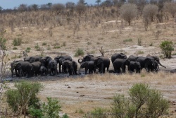 Toujours très groupés, les éléphants peuvent enfin étancher leur soif