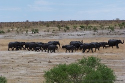 Les éléphants dressent leur trompe pour humer l'air et repérer des odeurs suspectes
