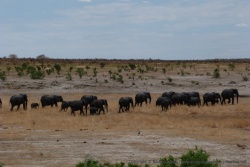 La présence de nombreux petits explique sûrement la prudence extrême dont font preuve les éléphants