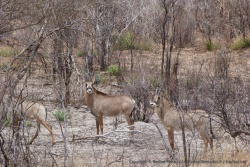Des antilopes rouannes, animal plutôt rare à observer