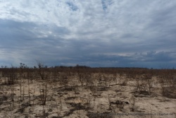 Toute une partie du parc a subi les ravages d'un incendie