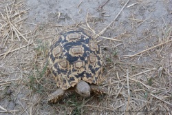 Une jolie tortue terrestre