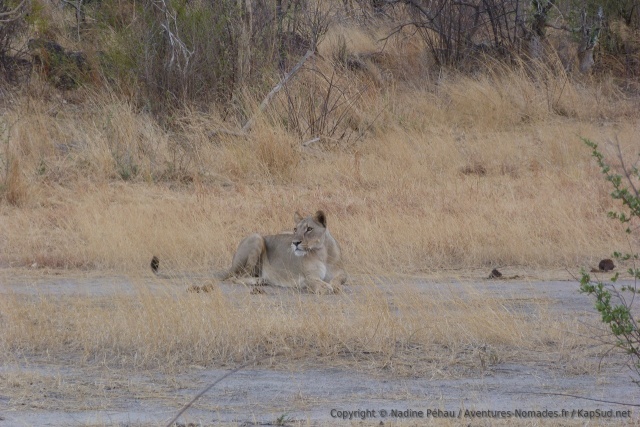 Une lionne s'est découverte à notre passage puis se repose