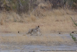 Une lionne s'est découverte à notre passage puis se repose