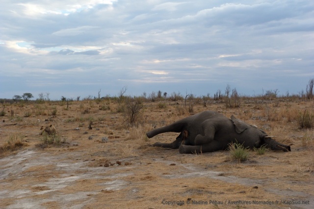 Un lion veille sur son imposant butin, un cadavre d'éléphant
