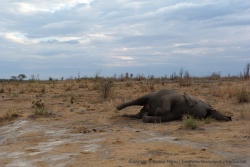 Un lion veille sur son imposant butin, un cadavre d'éléphant