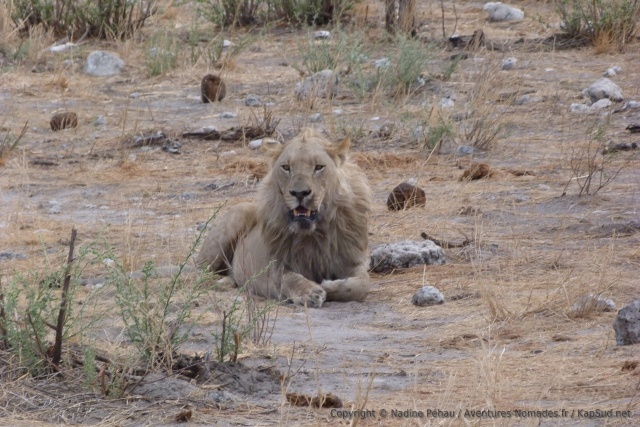 Un peu plus loin, un autre lion, jeune mâle au vu de sa crinière naissante