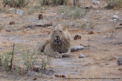 Un peu plus loin, un autre lion, jeune mâle au vu de sa crinière naissante