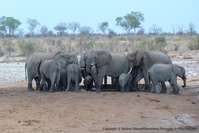 La journée se termine comme elle a commencé, avec les éléphants