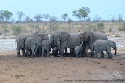 La journée se termine comme elle a commencé, avec les éléphants