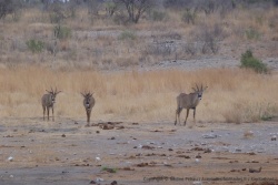 Une troupe d'antilopes rouannes s'approche délicatement du point d'eau