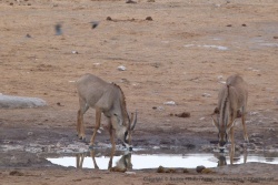 De jolies antilopes rouannes viennent boire à leur tour