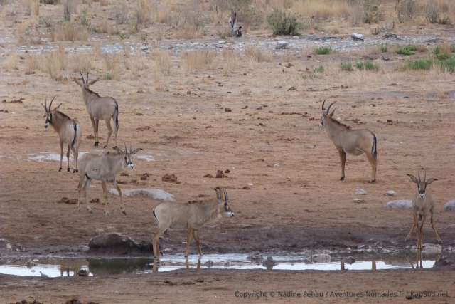 De face ou de profil, ces antilope ont une plastique très graphique