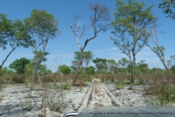 Une surprenante forêt dans ce sable