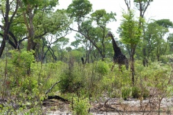 De belles girafes semblent apprécier l'environnement de cette forêt clairsemée
