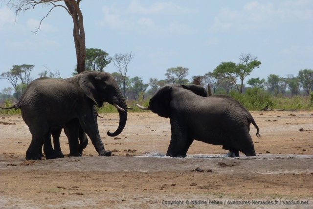 Des éléphants semblent se disputer l'accès au trou d'eau
