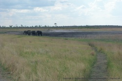 La piste passe tout près de ce groupe de gros éléphants