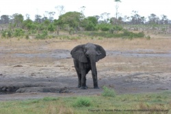 Comme souvent, les éléphants veulent montrer qui est chef