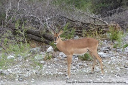 Impala à face noire, endémique à cette partie de la Namibie