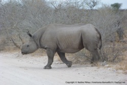 Un impressionnant rhinocéros noir déboule juste devant nous sur la piste