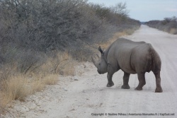 En quelques secondes, le rhinocéros noir disparait de nouveau dans les taillis