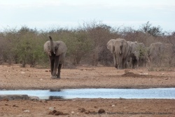 Un éléphant arrive au trou d'eau en éclaireur pour le reste de la troupe