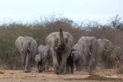 Vu comment ces éléphants déboulent, ils doivent être terriblement assoiffés