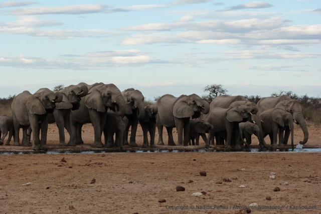 Parfaitement alignés devant nous, les éléphants nous offrent encore une fois un très beau spectacle