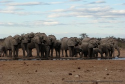 Parfaitement alignés devant nous, les éléphants nous offrent encore une fois un très beau spectacle