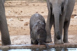 Un tout petit bébé éléphant essaie lui aussi de boire mais ça n'a pas l'air évident