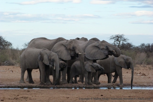 Sans effusions, les éléphants sont très concentrés sur l'action de boire leur ration d'eau