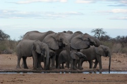 Sans effusions, les éléphants sont très concentrés sur l'action de boire leur ration d'eau