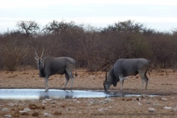 Une fois les éléphants partis, les élans du Cap viennent enfin s'abreuver