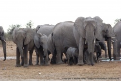 Une fois leur soif étanchée, les éléphants commencent à s'intéresser à autre chose et donc un peu à nous