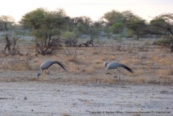Un couple de très belles grues
