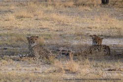 6ème partie - Namibie : Etosha NP