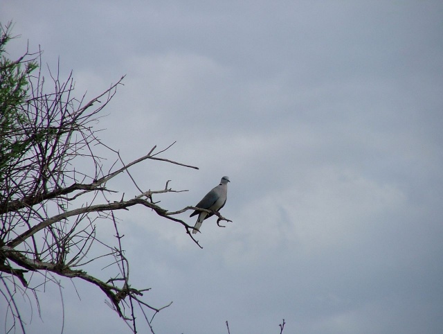 afs_2008_1113(032)