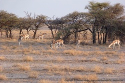 Springboks déjà en train de brouter de bon matin