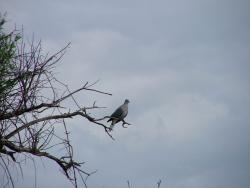 afs_2008_1113(032)