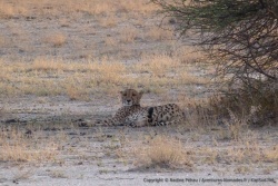 Un guépard tranquillement allongé