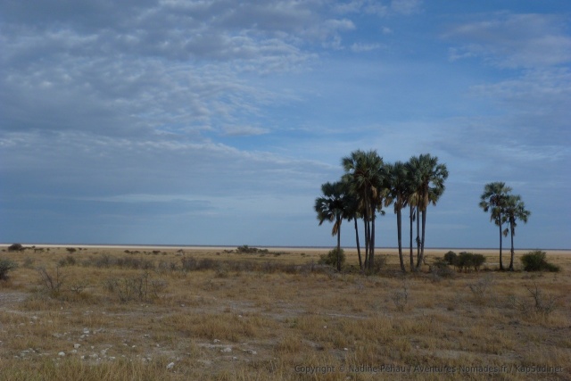 Ces beaux palmiers donnent un petit air d'oasis à Etosha